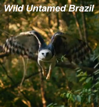 Смотреть сериал Дикая Бразилия / Wild Untamed Brazil / онлайн бесплатно